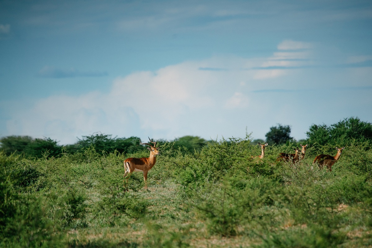 Herd of impala in Jwana Game Park, part of the Diamond Route, Botswana Jwana Nature Park is situated around Jwaneng Mine and is home to a variety of large mammals including giraffe, zebra, impala, eland, wildebeest, springbok and cheetah. Picture Credits: De Beers Forevermark